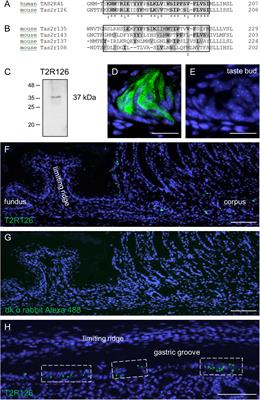 Distinct Cell Types With the Bitter Receptor Tas2r126 in Different Compartments of the Stomach